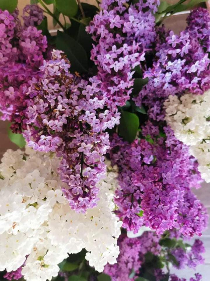 Anyák napja Anyák napja