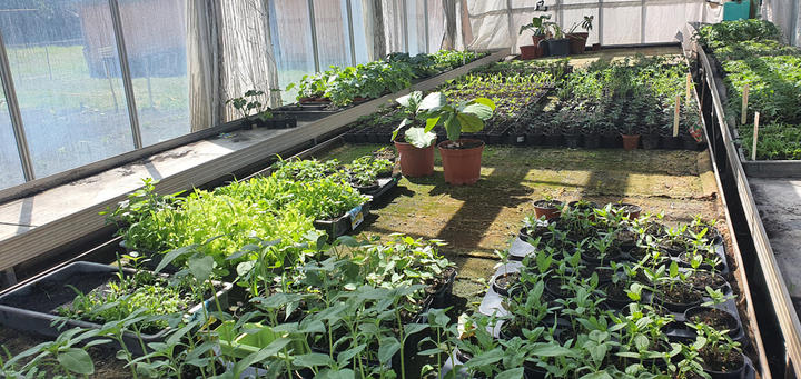 Terápiás kert Ágfalván Terápiás kert Ágfalván