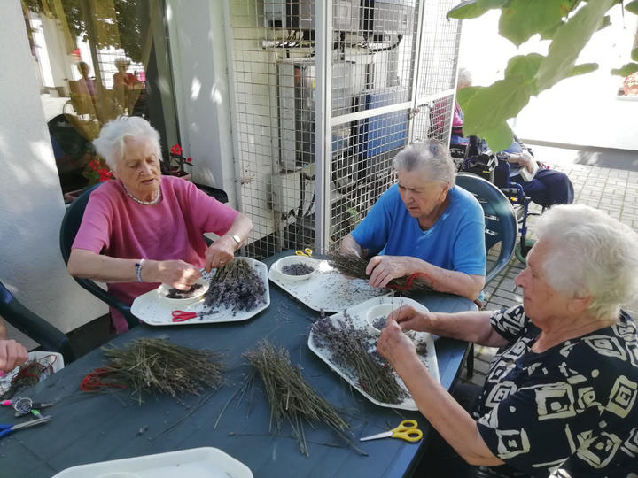 Levendulaszüret a Johanneumban Levendulaszüret a Johanneumban