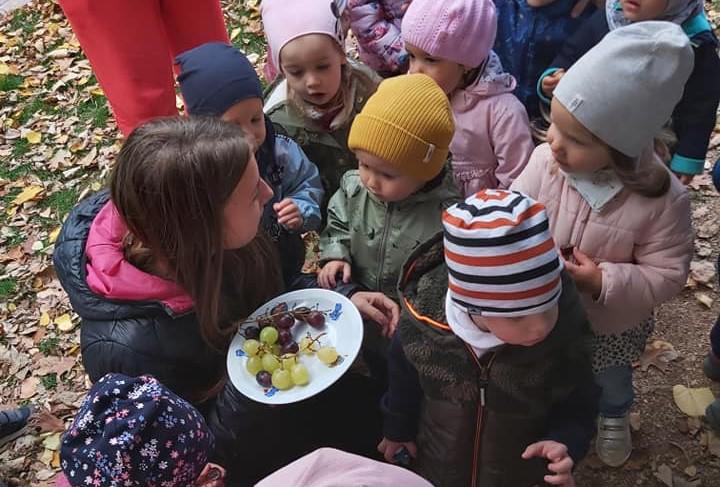 Szüret a családi bölcsődében Szüret a családi bölcsődében
