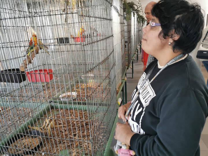 Díszmadár kiállításon Díszmadár kiállításon