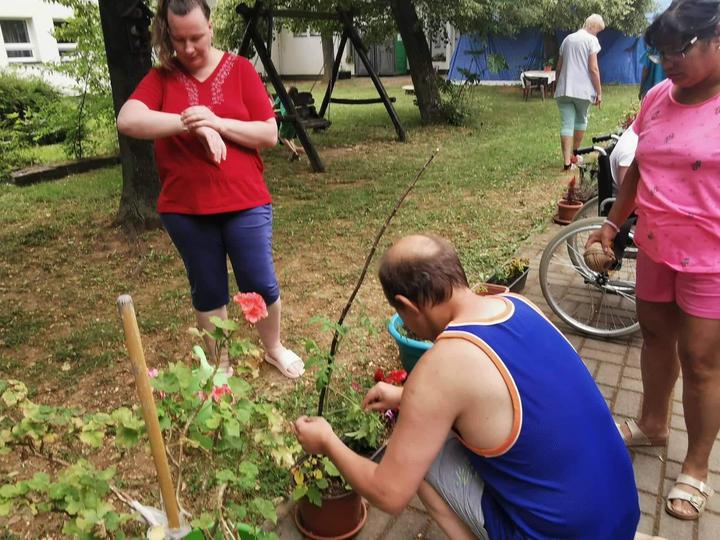 Paradicsom gondoz�s 