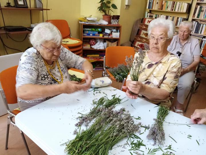 Levendulaszüret a Túróczy Otthon kertjében Levendulaszüret a Túróczy Otthon kertjében